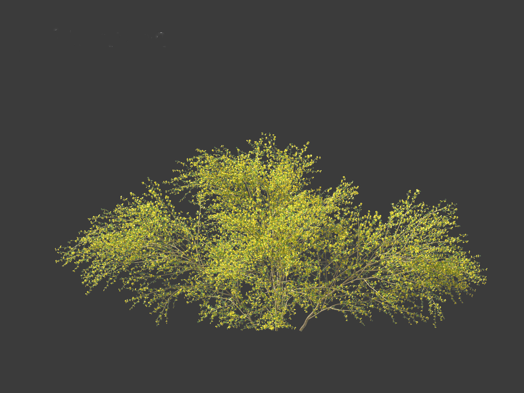 Cytisus scoparius - common broom 3D model_12