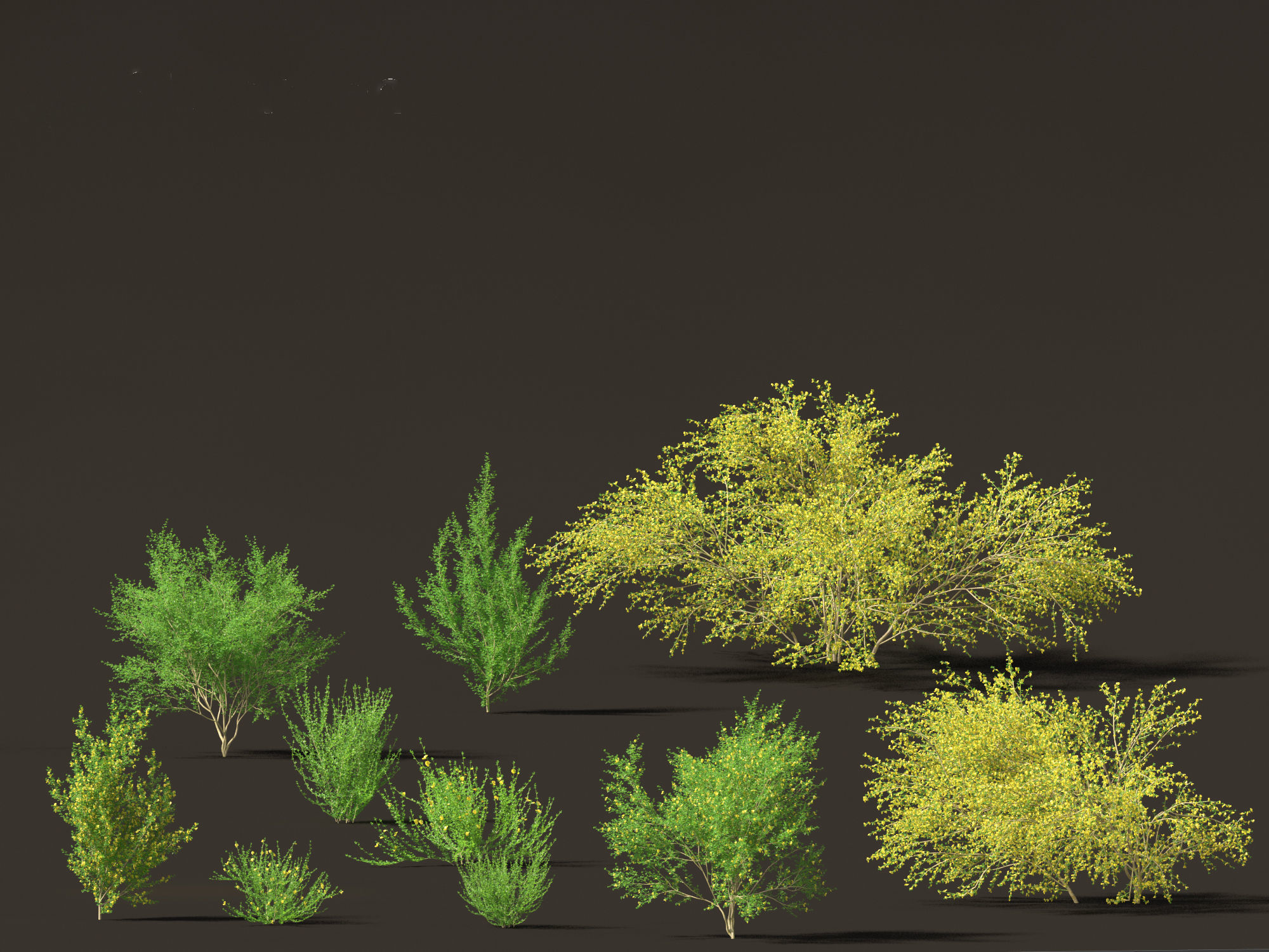 Cytisus scoparius - common broom 3D model_5
