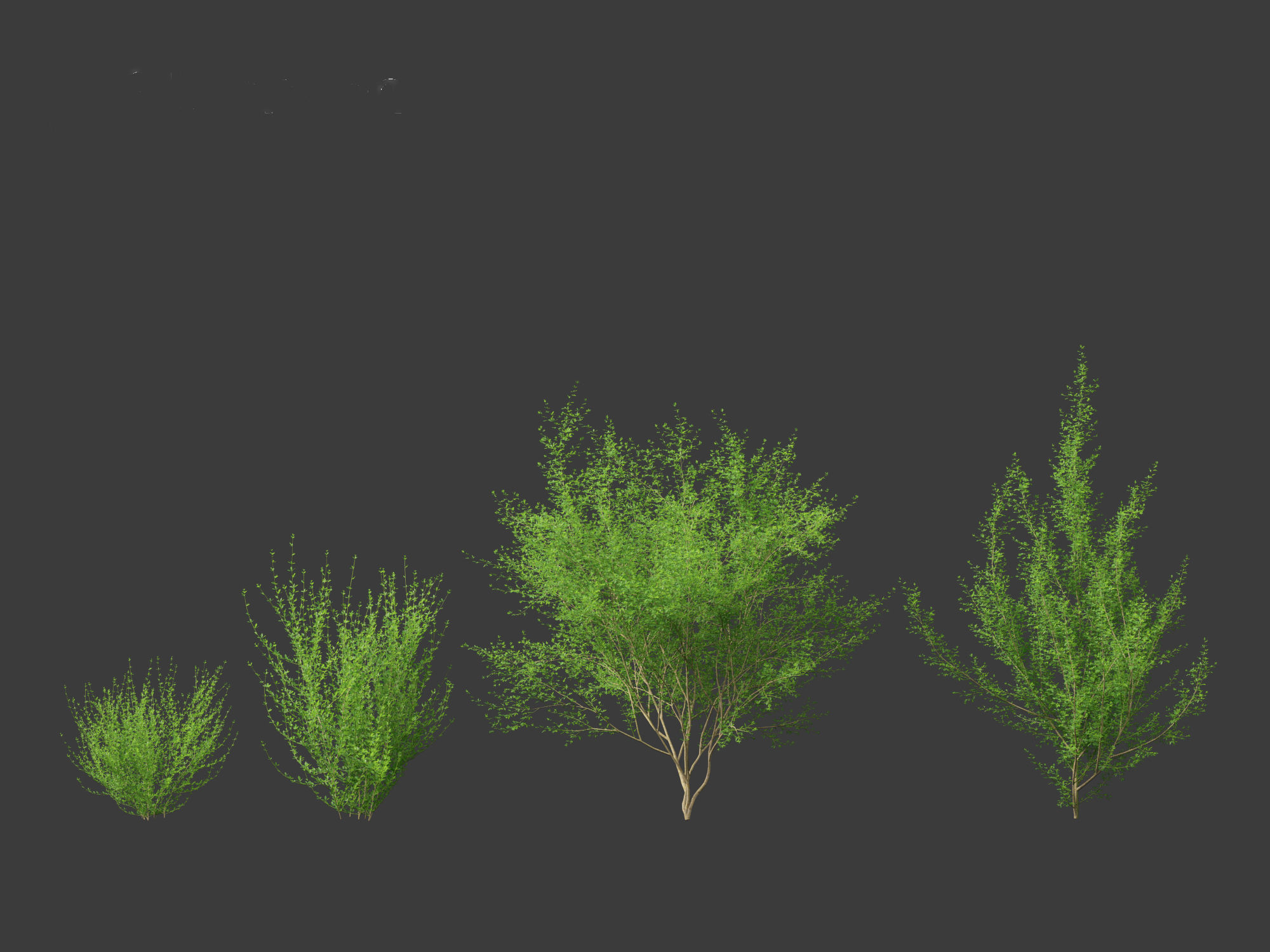 Cytisus scoparius - common broom 3D model_19