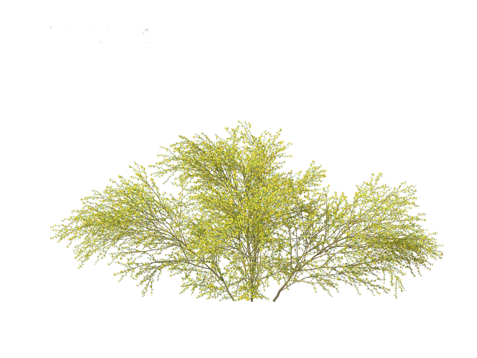 Cytisus scoparius - common broom 3D model_14