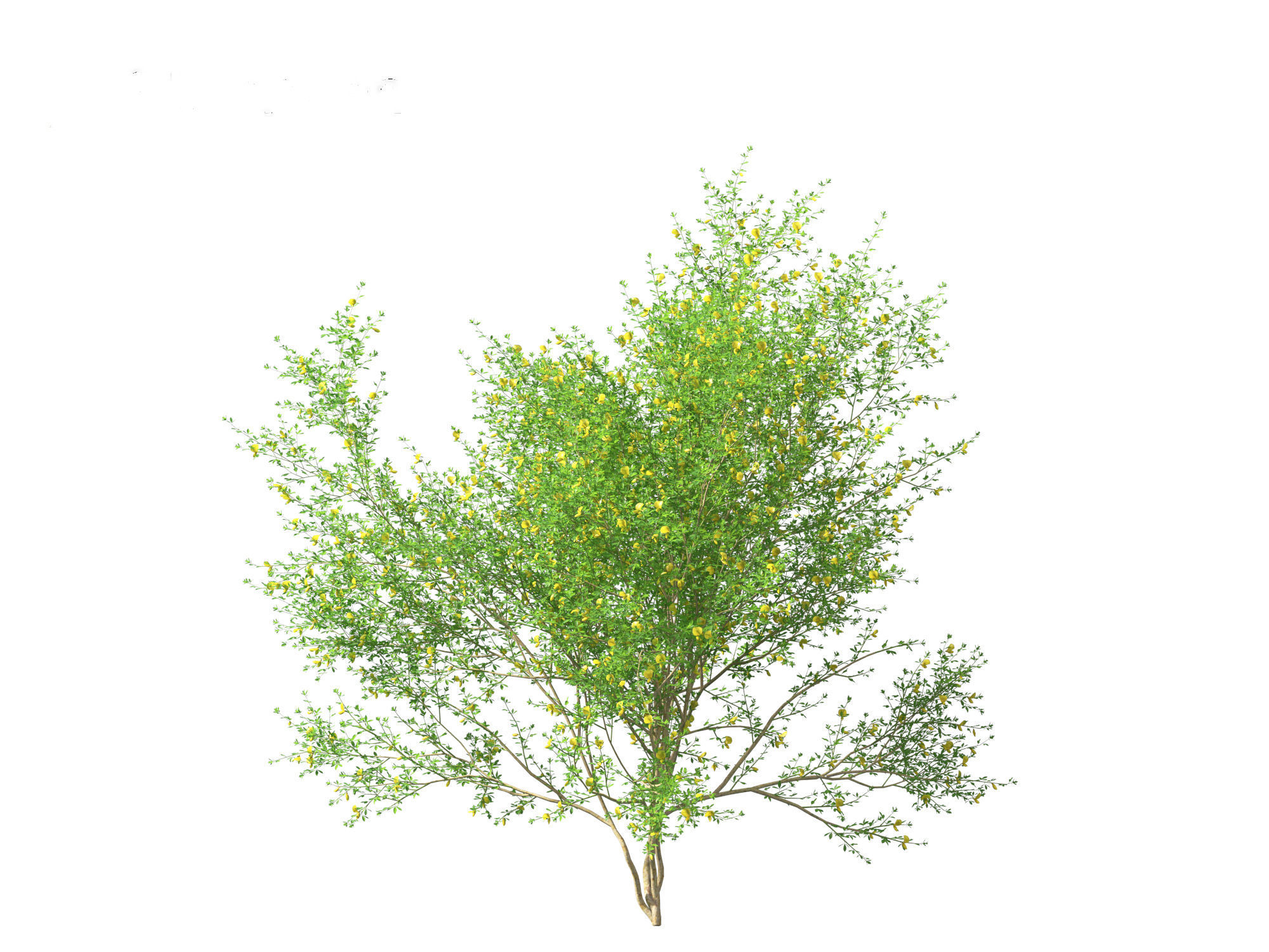 Cytisus scoparius - common broom 3D model_8
