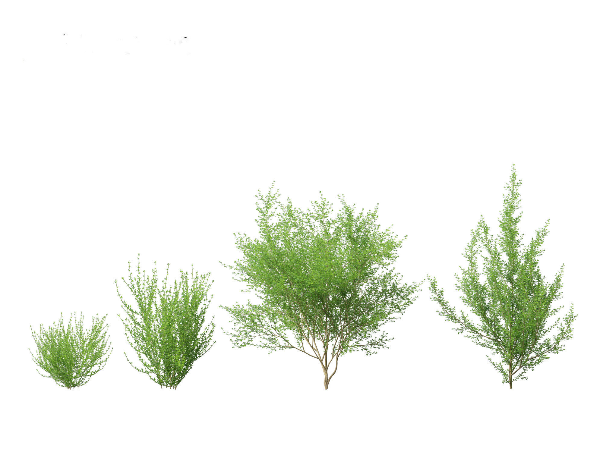 Cytisus scoparius - common broom 3D model_17
