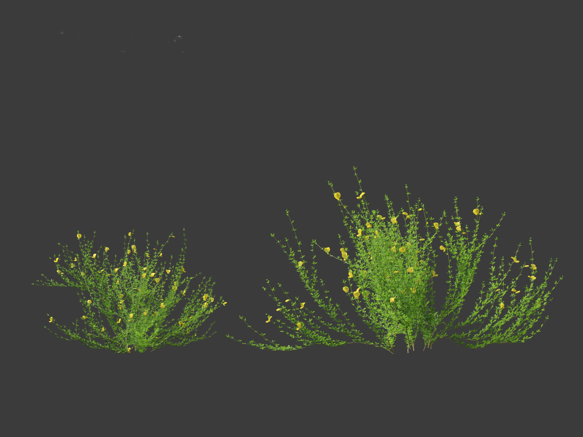 Cytisus scoparius - common broom 3D model_20