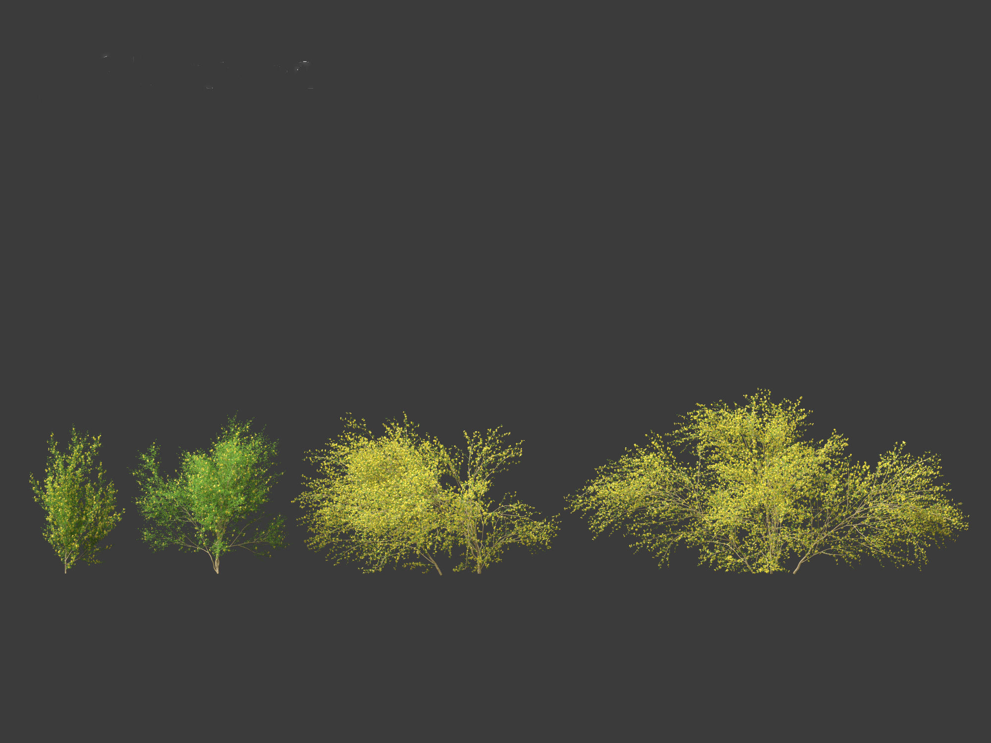 Cytisus scoparius - common broom 3D model_2