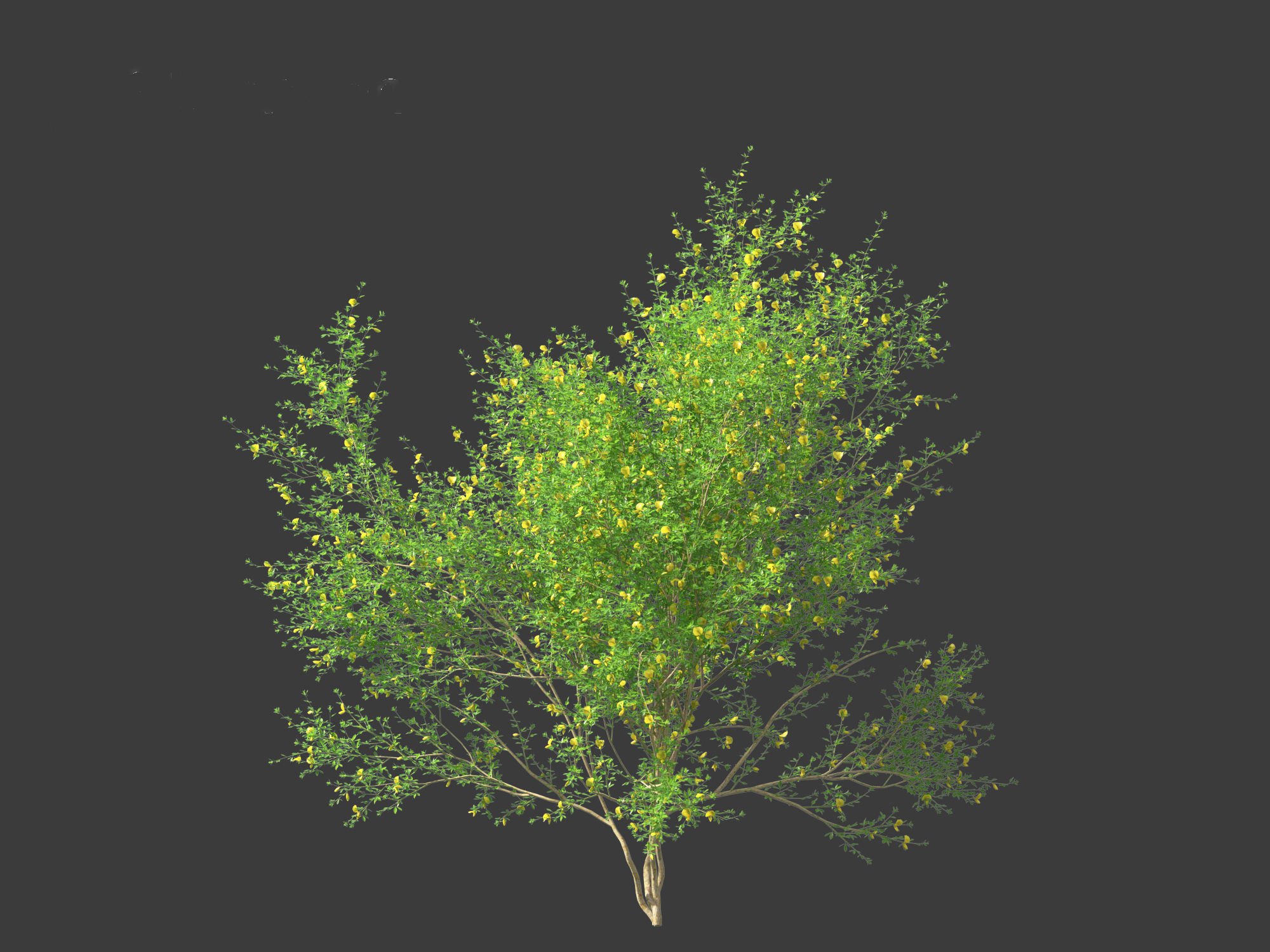 Cytisus scoparius - common broom 3D model_6