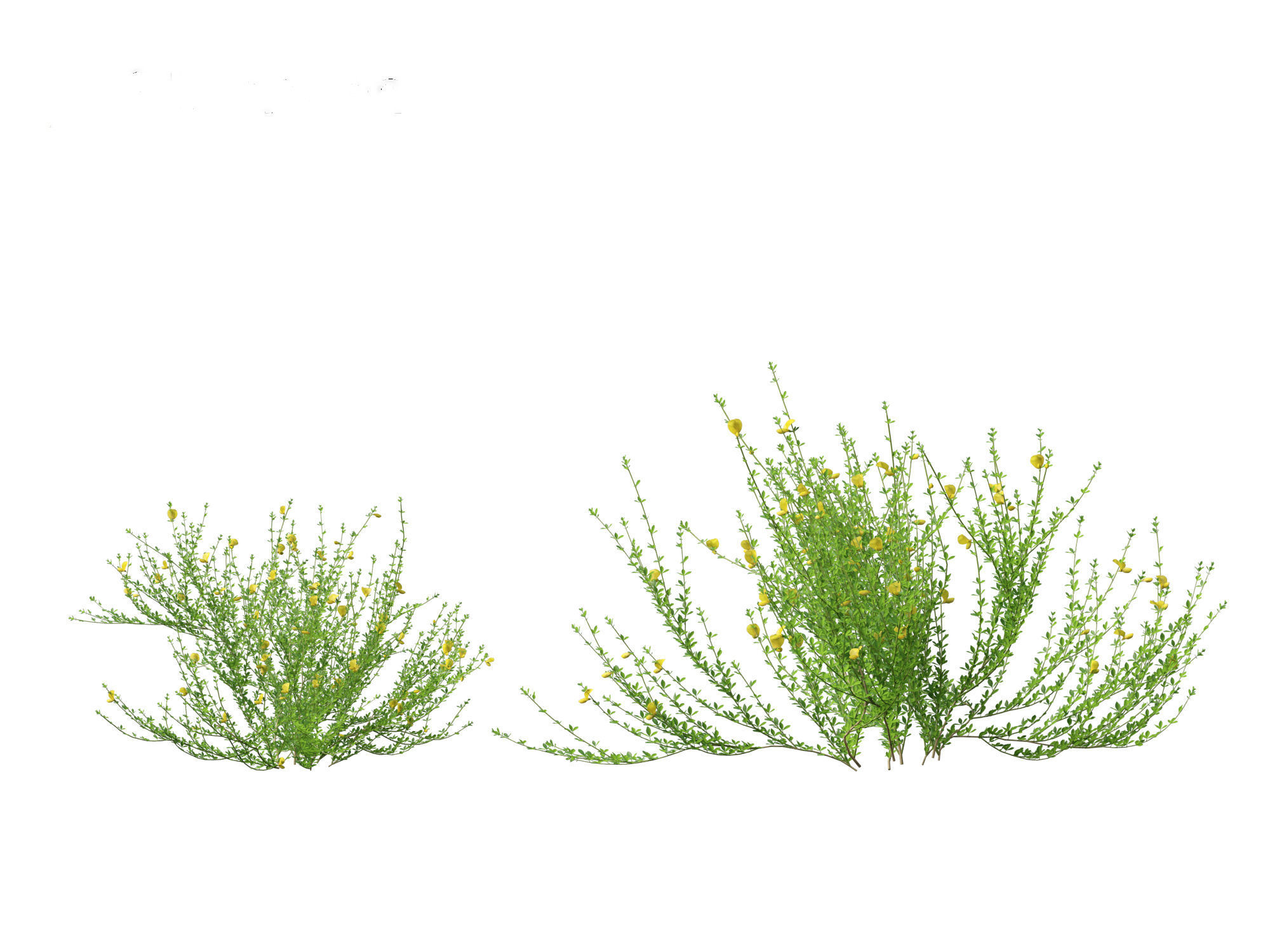 Cytisus scoparius - common broom 3D model_23