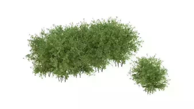 Untidy boxwood hedge - Buxus