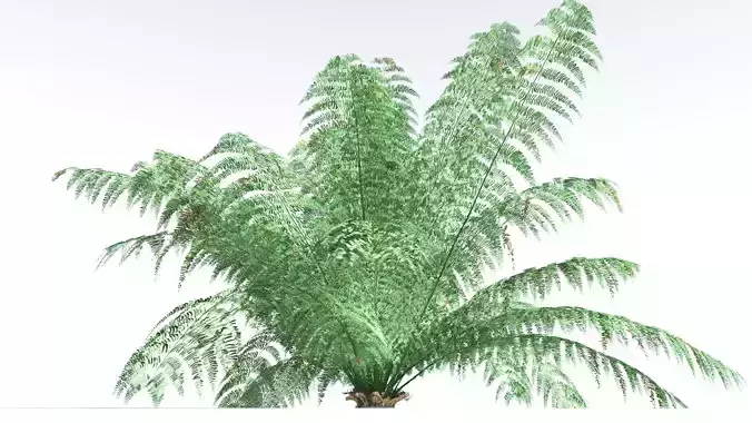 EVERYPlant King Fern 4 --14 Models-- 3D model