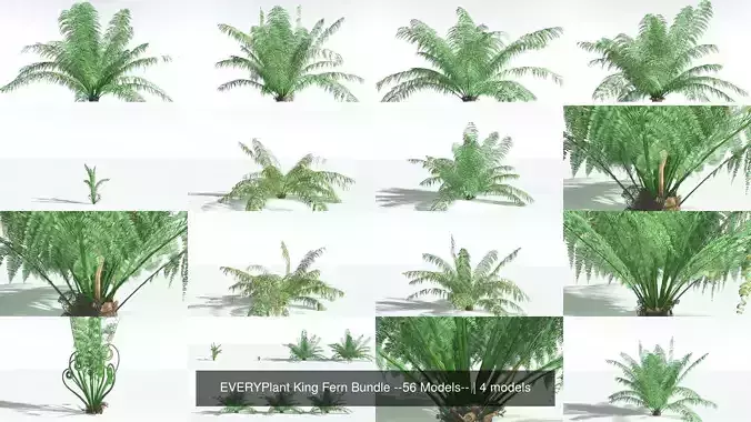EVERYPlant King Fern Bundle --56 Models-- 3D Model Collection