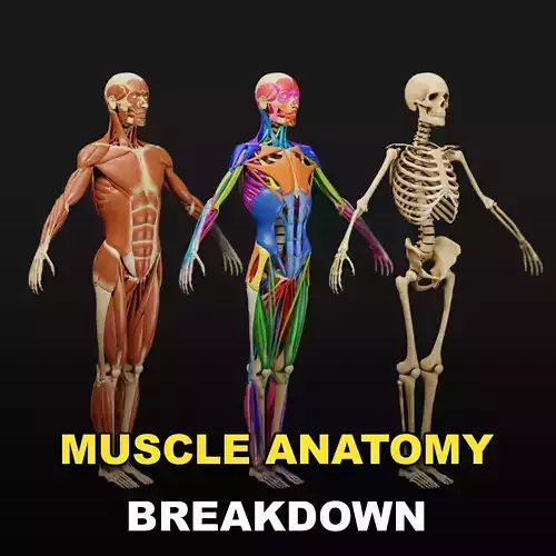 Muscle Anatomy Visualized - Ecorche Low-poly 3D model