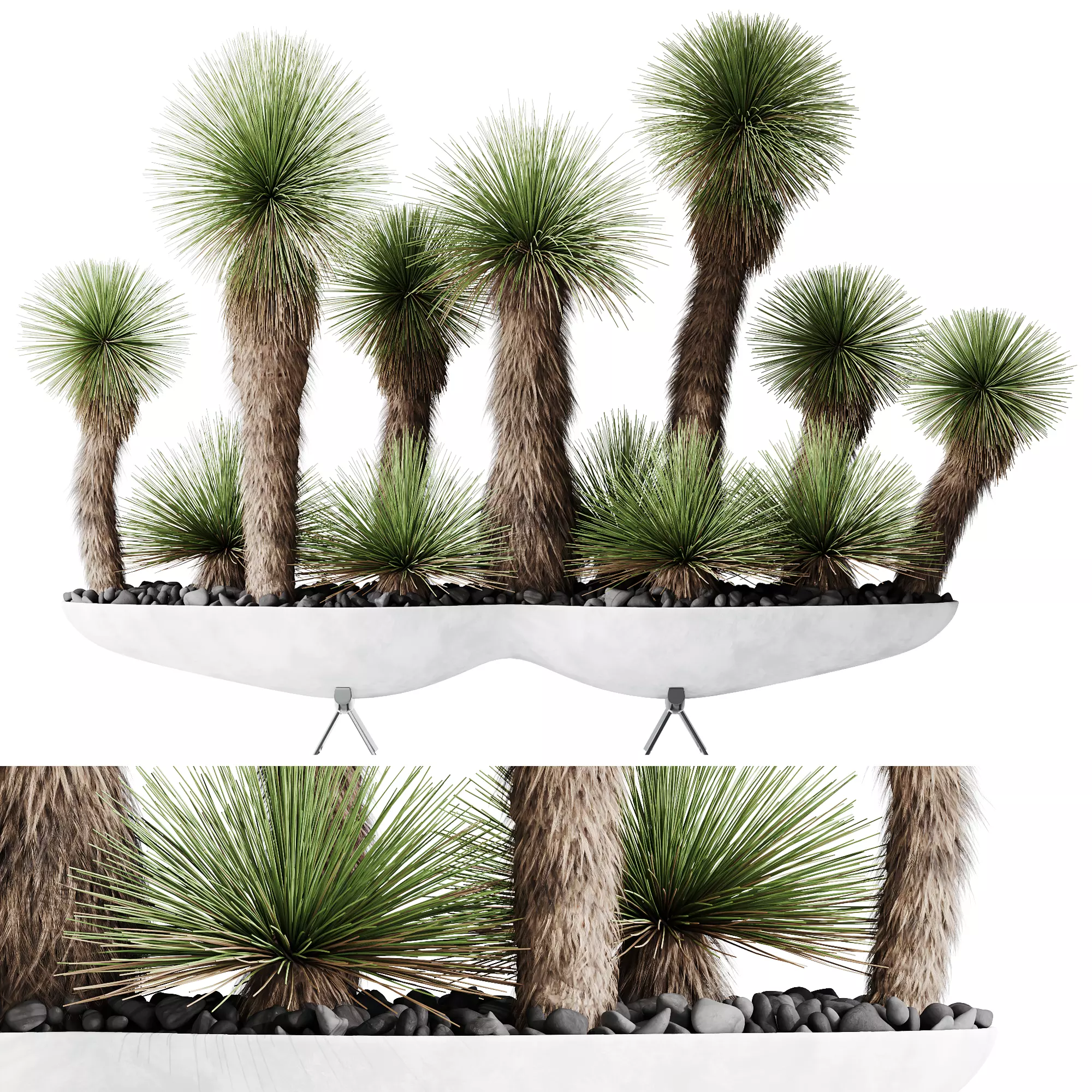 HQ Plants Yucca Elephantipes Queretaroensis Set01 3D model