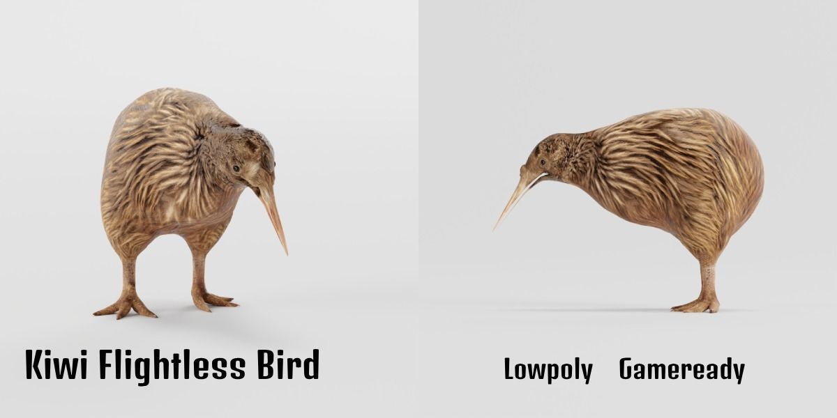 Kiwi Flightless Bird Animal Low-poly 3D model_2
