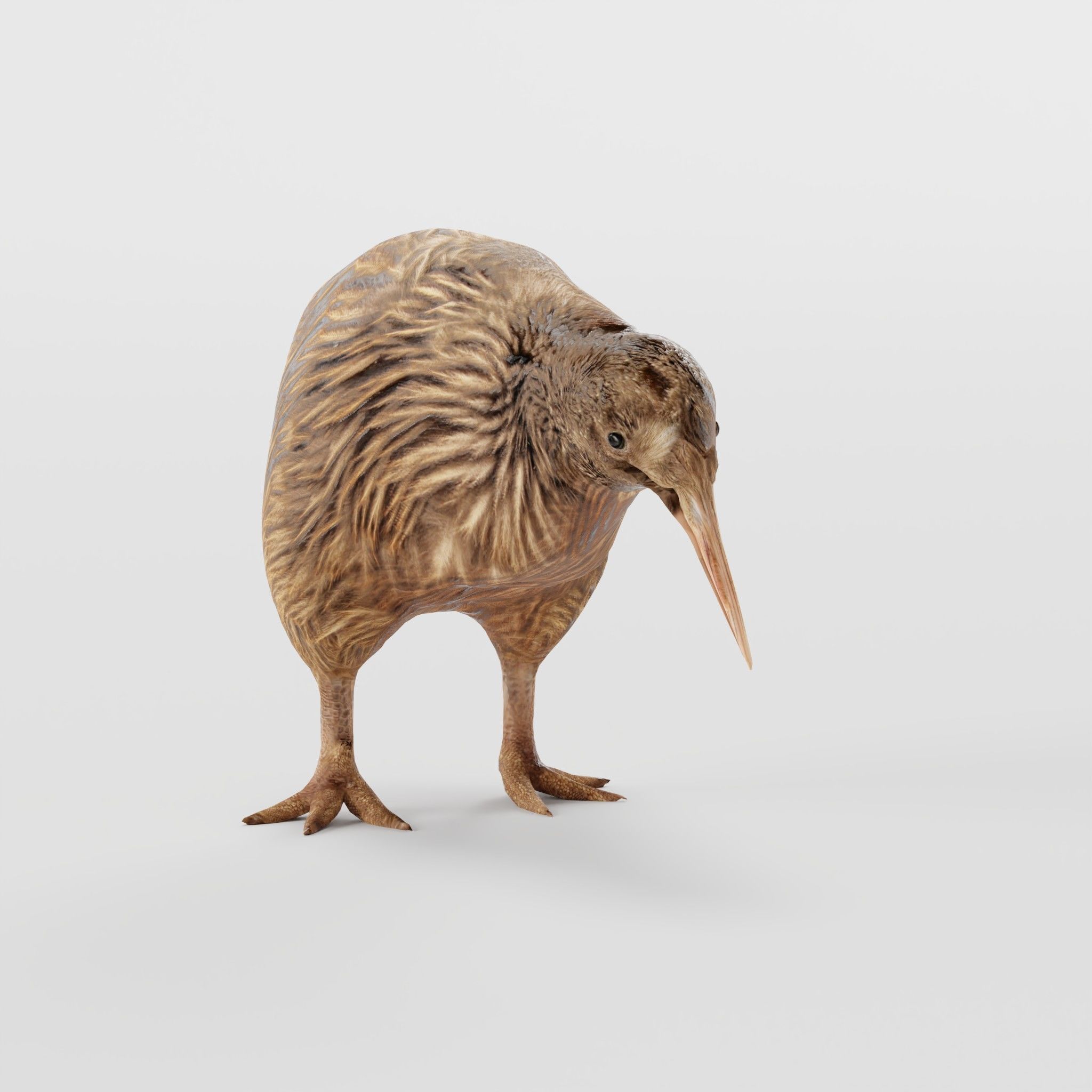 Kiwi Flightless Bird Animal Low-poly 3D model_27