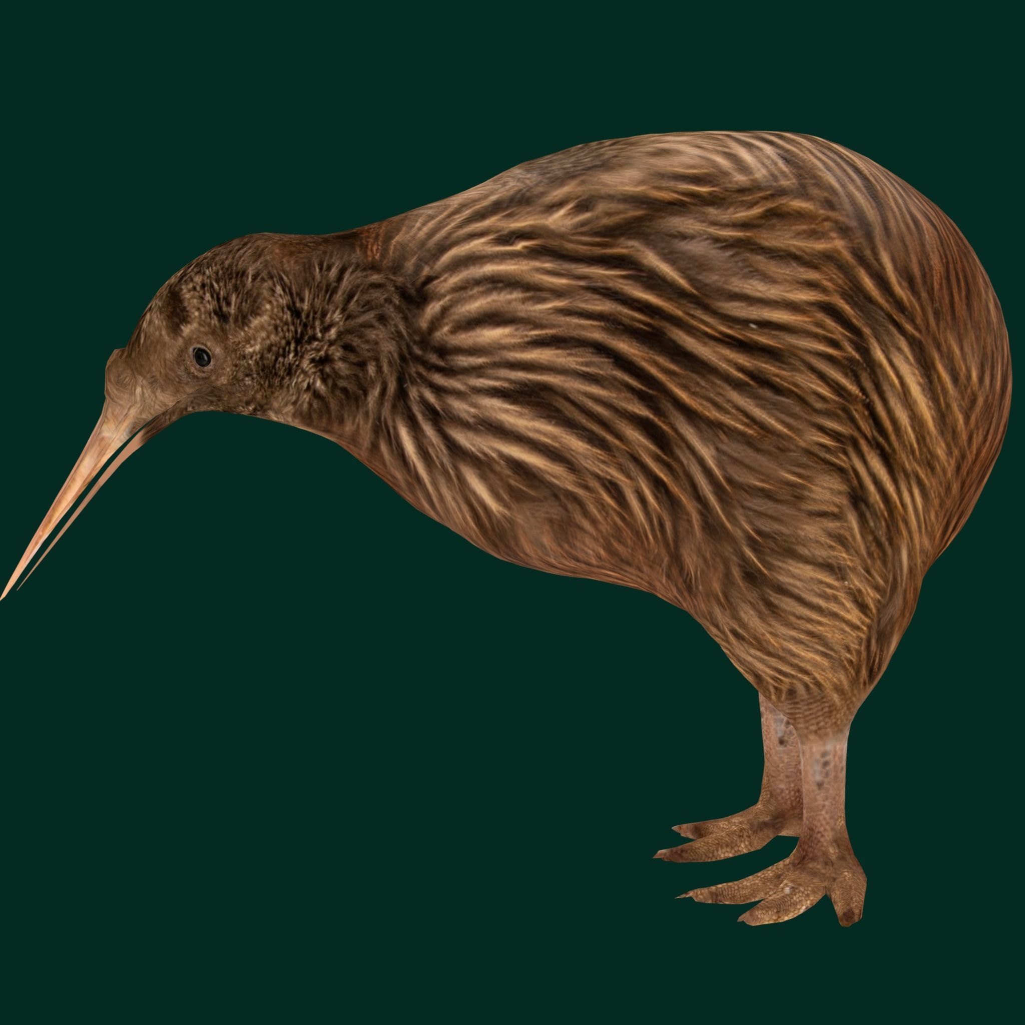 Kiwi Flightless Bird Animal Low-poly 3D model_12