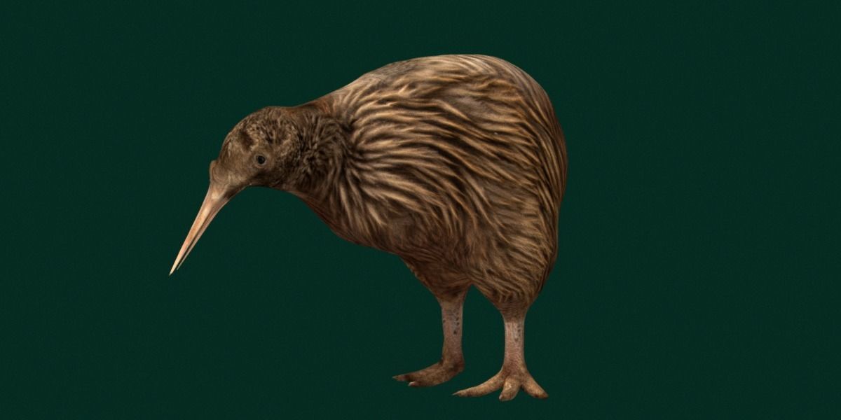 Kiwi Flightless Bird Animal Low-poly 3D model_24