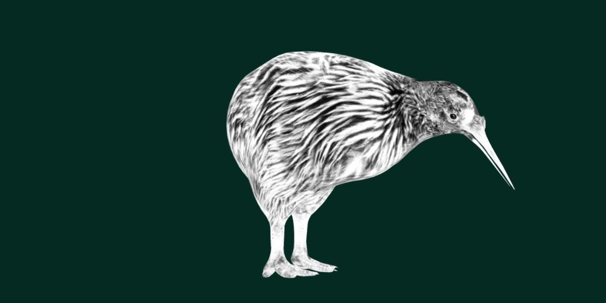 Kiwi Flightless Bird Animal Low-poly 3D model_20
