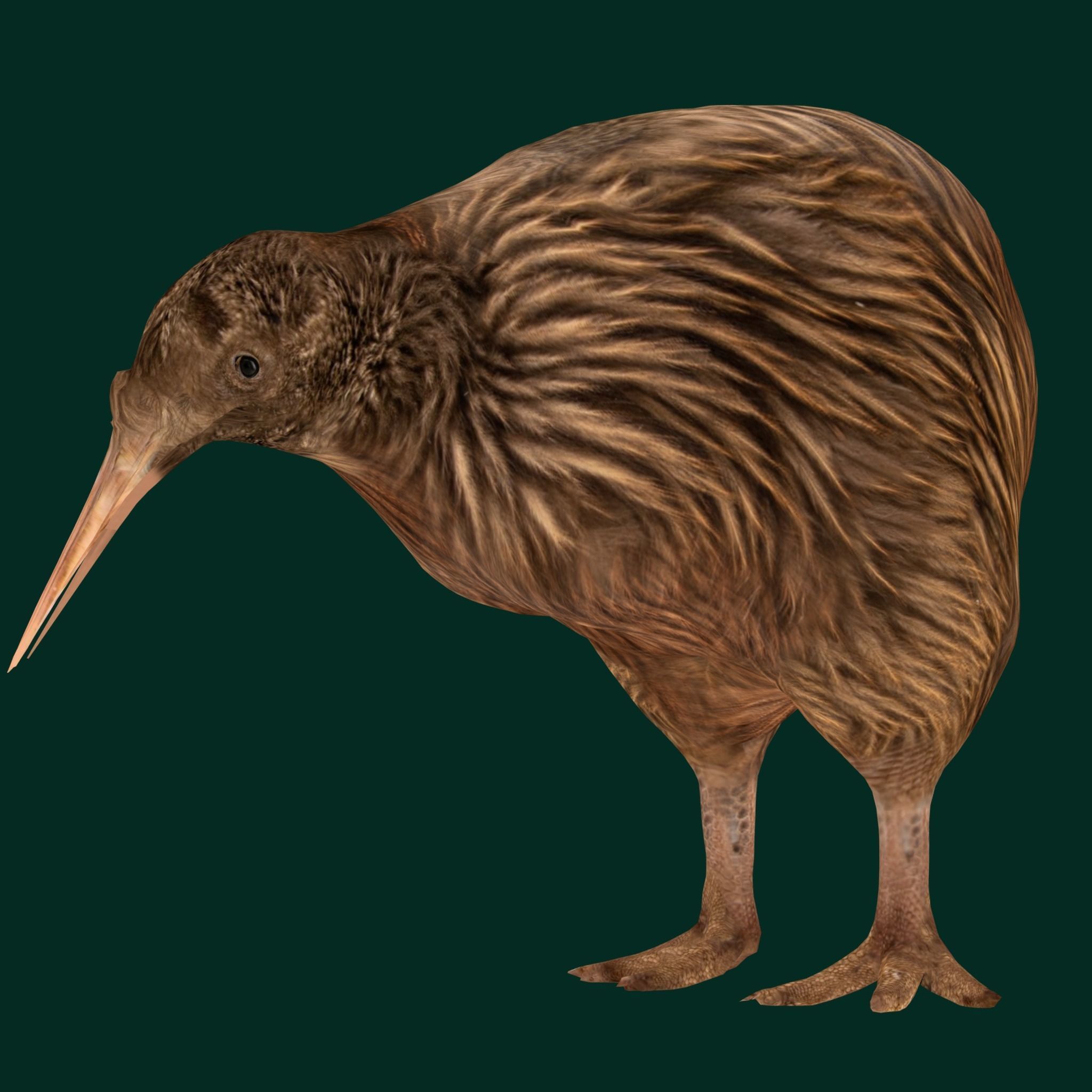 Kiwi Flightless Bird Animal Low-poly 3D model_11