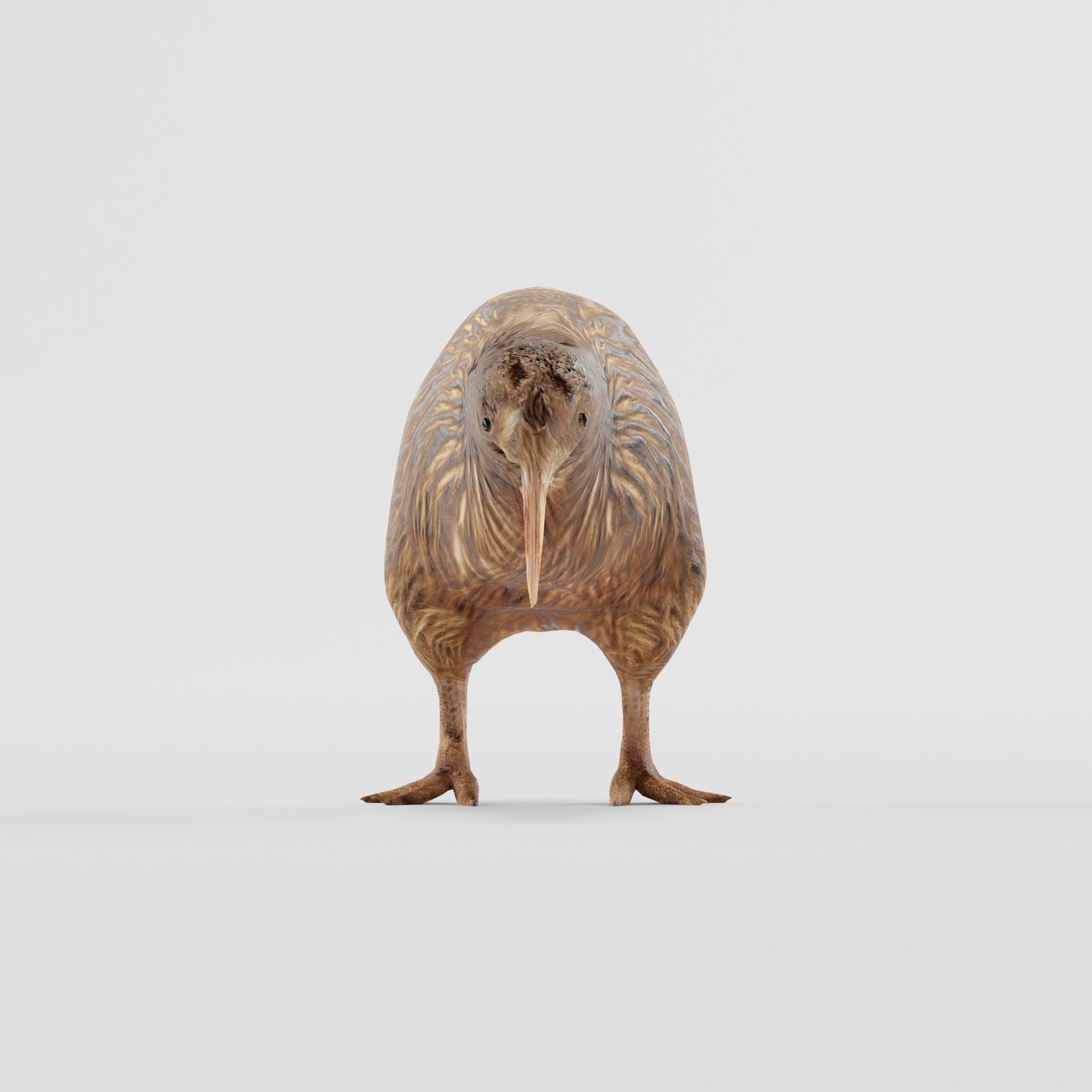 Kiwi Flightless Bird Animal Low-poly 3D model_26