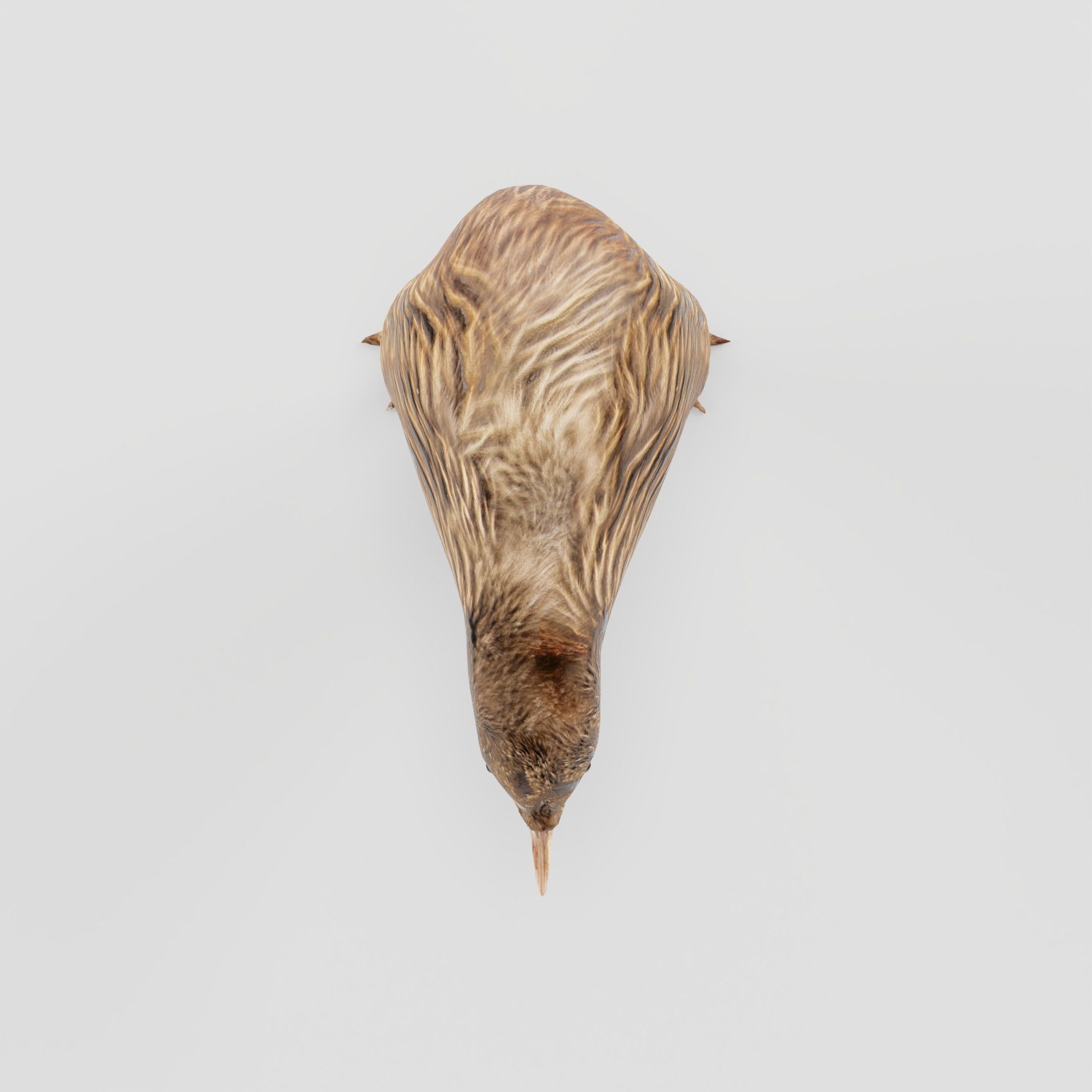 Kiwi Flightless Bird Animal Low-poly 3D model_25