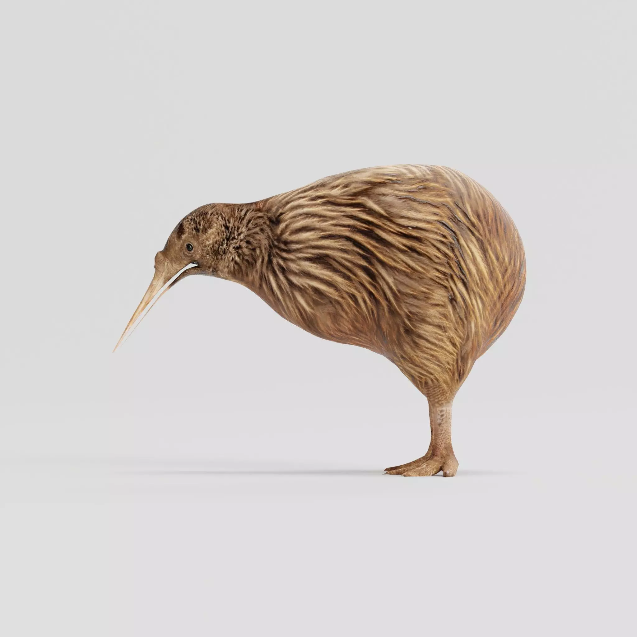 Kiwi Flightless Bird Animal Low-poly 3D model_0
