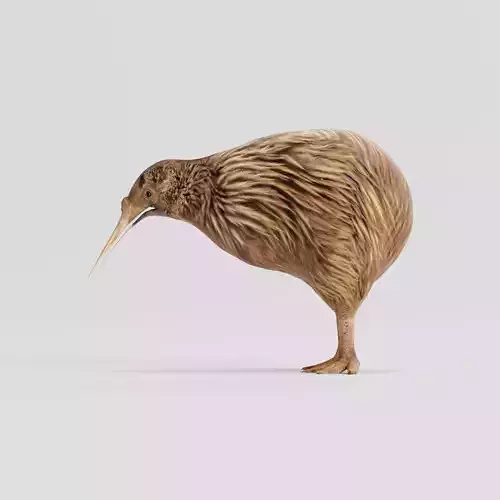 Kiwi Flightless Bird Animal