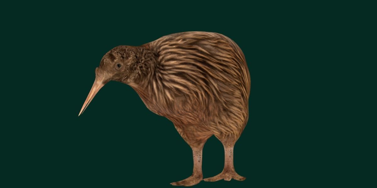Kiwi Flightless Bird Animal Low-poly 3D model_18