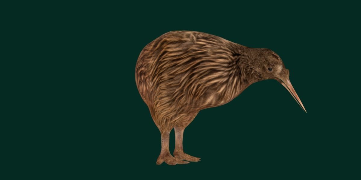 Kiwi Flightless Bird Animal Low-poly 3D model_19