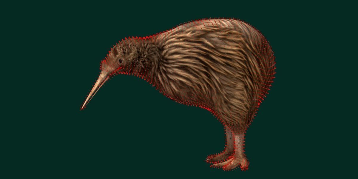 Kiwi Flightless Bird Animal Low-poly 3D model_8