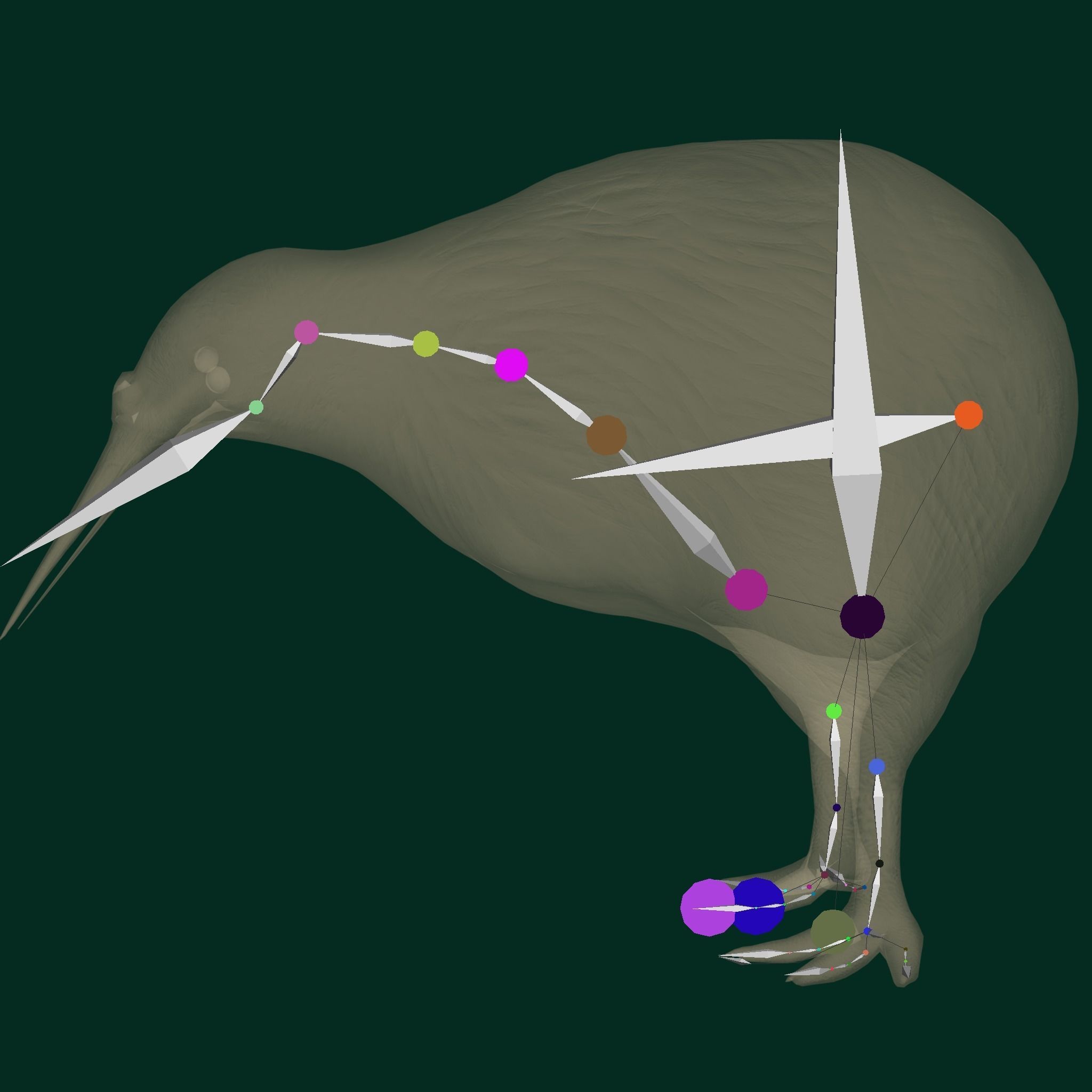 Kiwi Flightless Bird Animal Low-poly 3D model_13