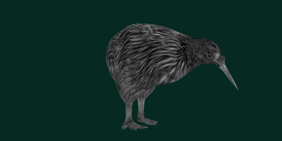 Kiwi Flightless Bird Animal Low-poly 3D model_23