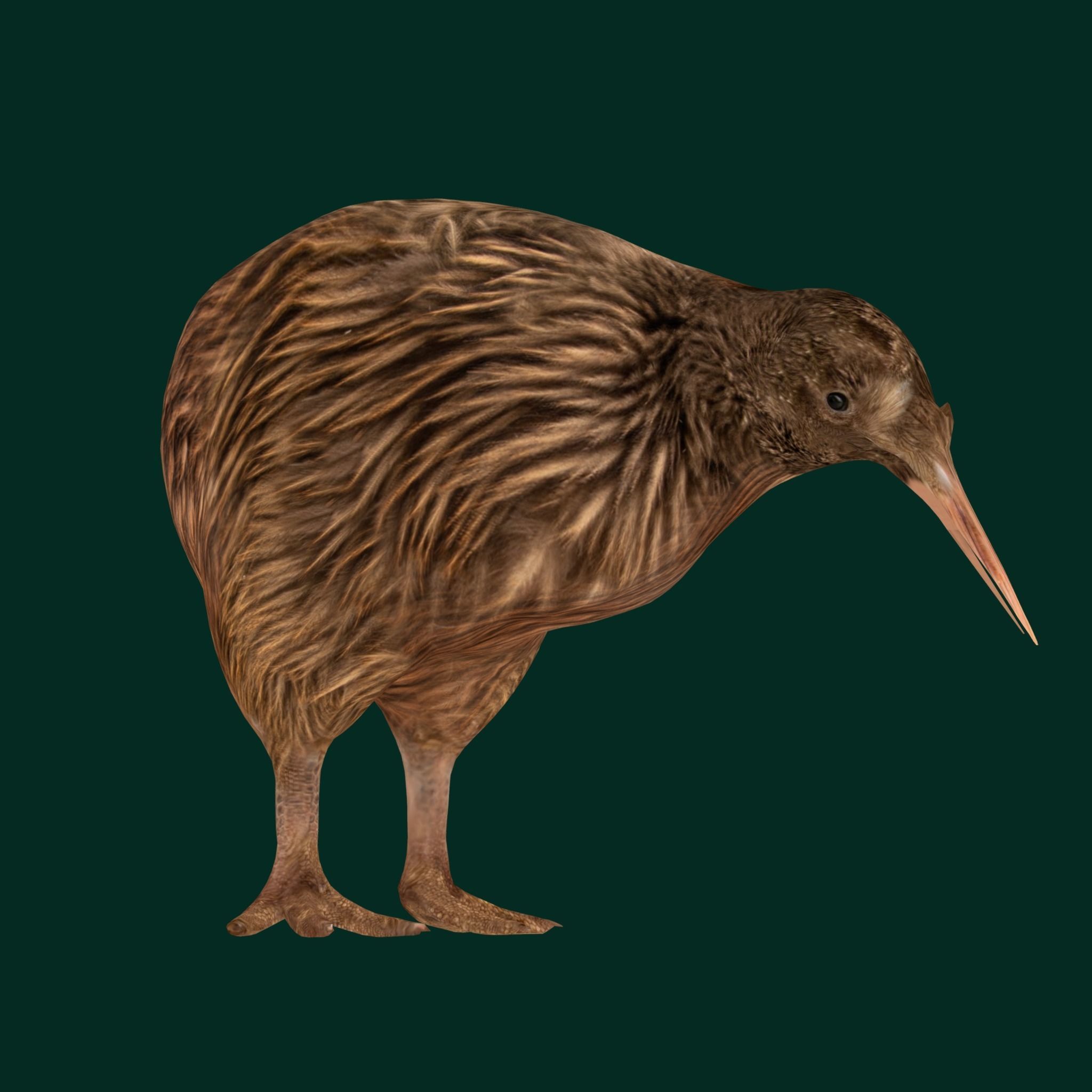 Kiwi Flightless Bird Animal Low-poly 3D model_16
