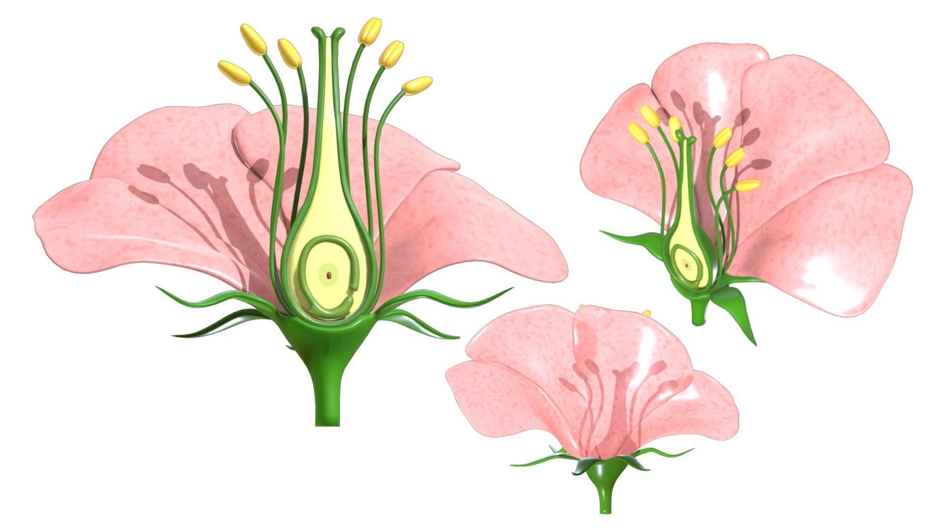 Anatomy of A Flower 3D model_3