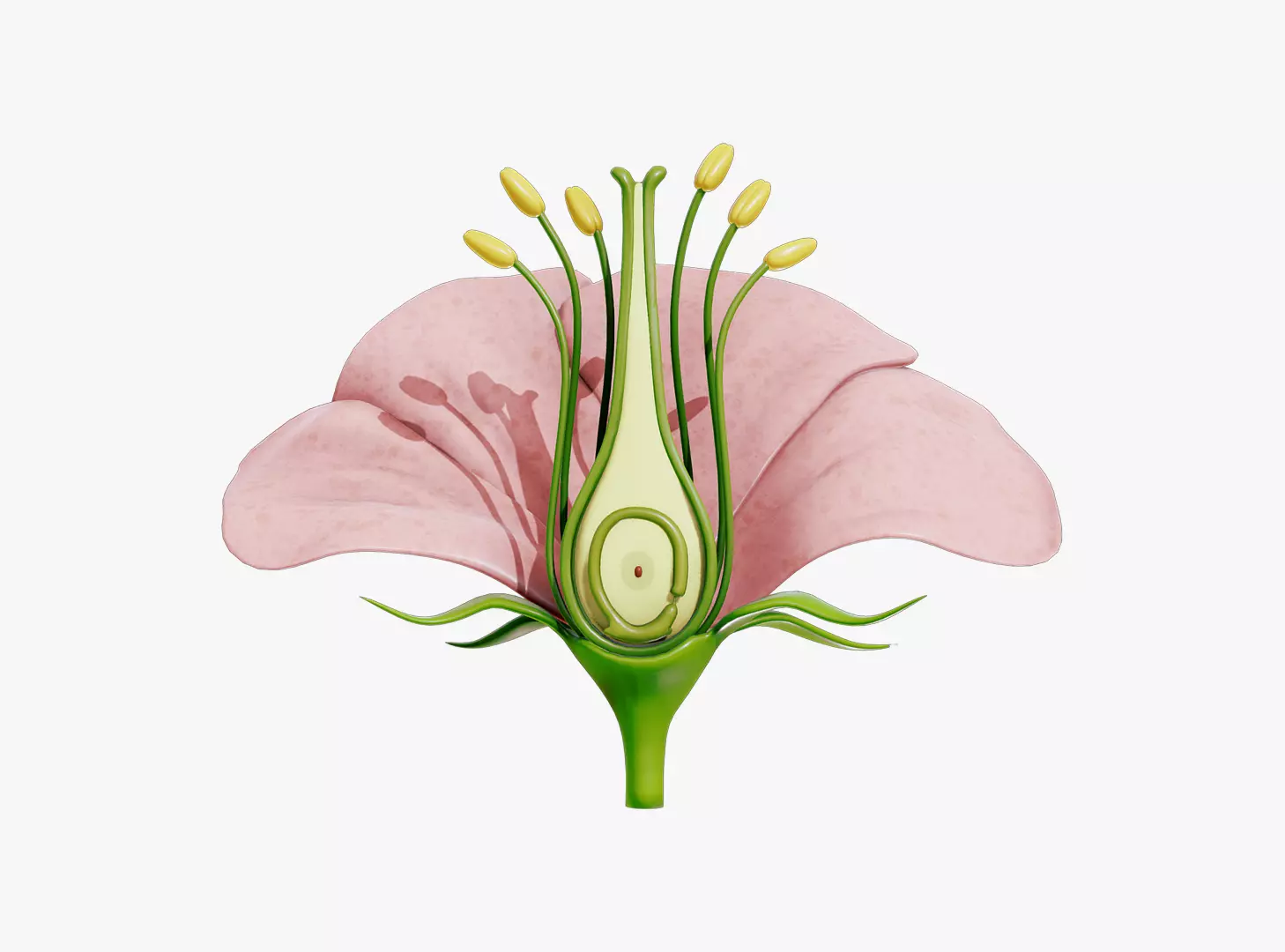 Anatomy of A Flower 3D model_0