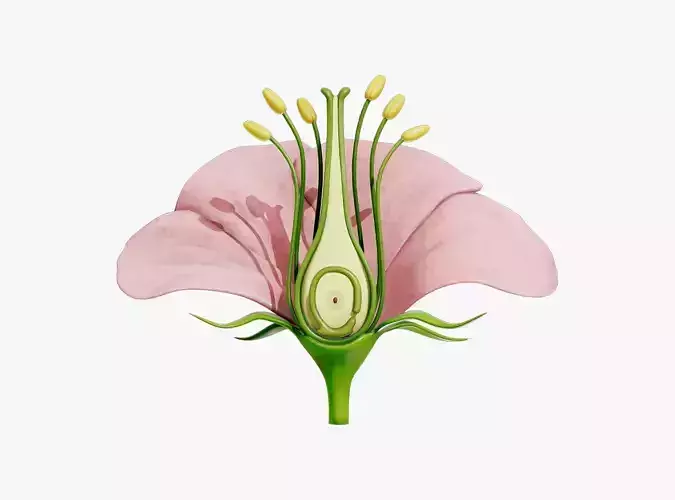 Anatomy of A Flower