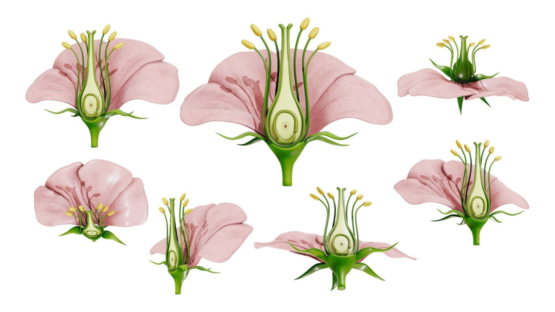 Anatomy of A Flower 3D model_1