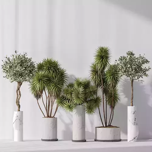 Yucca Elephantipes Gigantea and Mission Olive 04 3D model