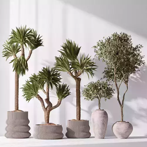 Yucca Elephantipes Gigantea and Mission Olive 05 3D model