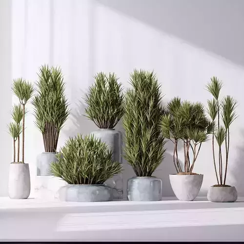 Yucca Elephantipes Gigantea Vase 06