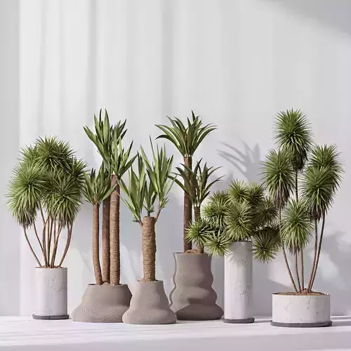 Yucca Elephantipes Gigantea Vase 07