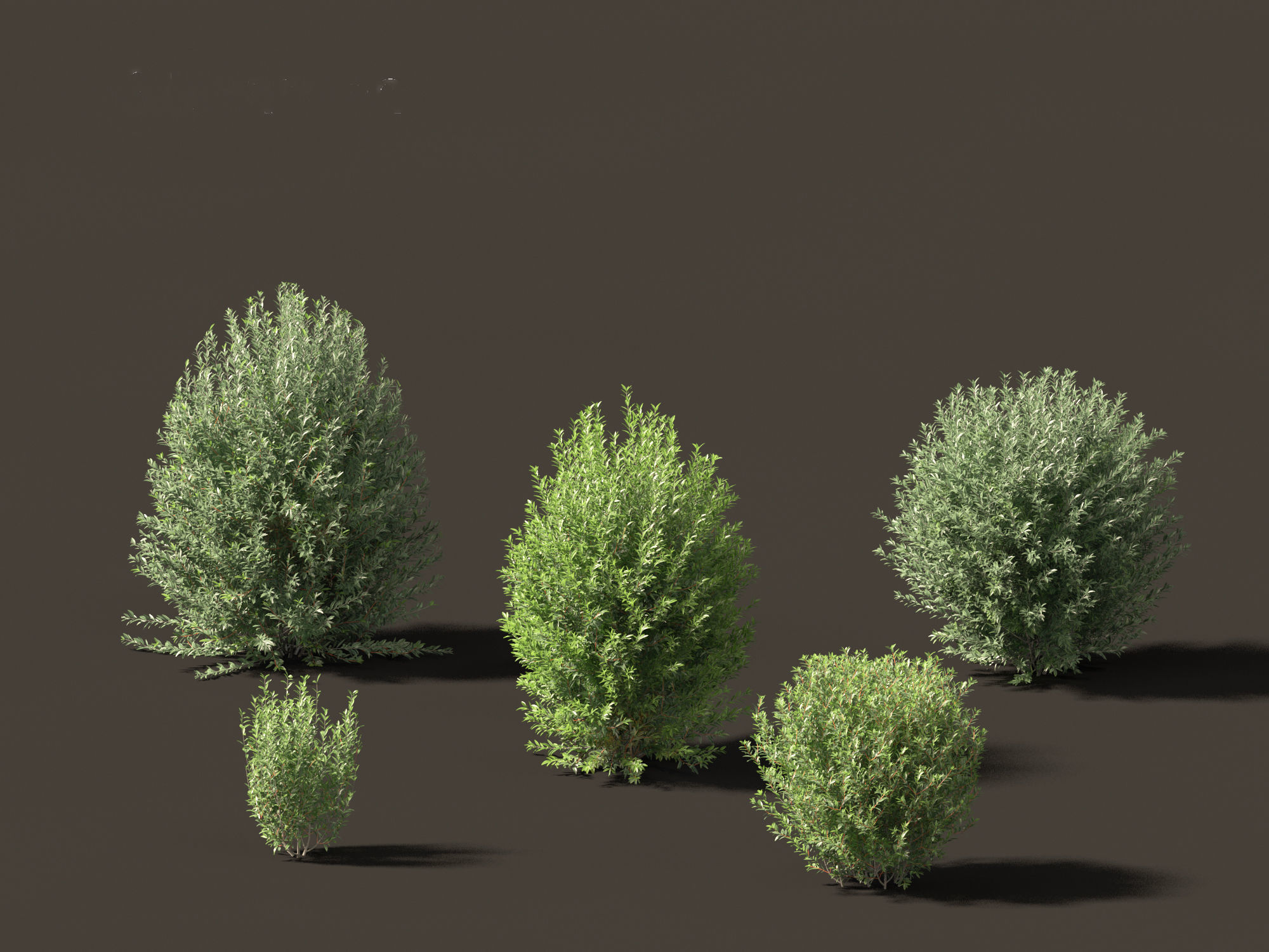 Ligustrum vulgare - European privet 01 3D model_2