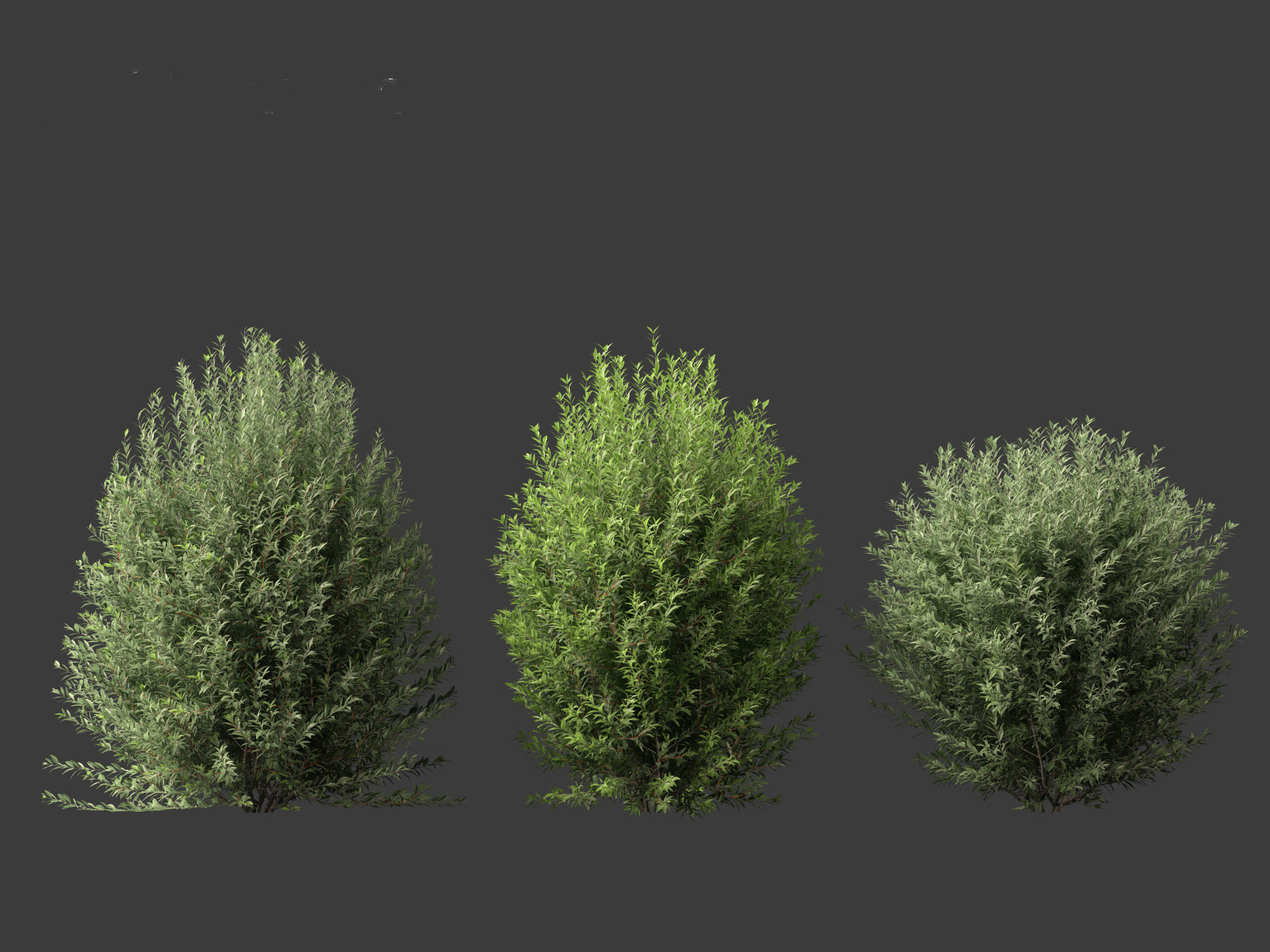 Ligustrum vulgare - European privet 01 3D model_6