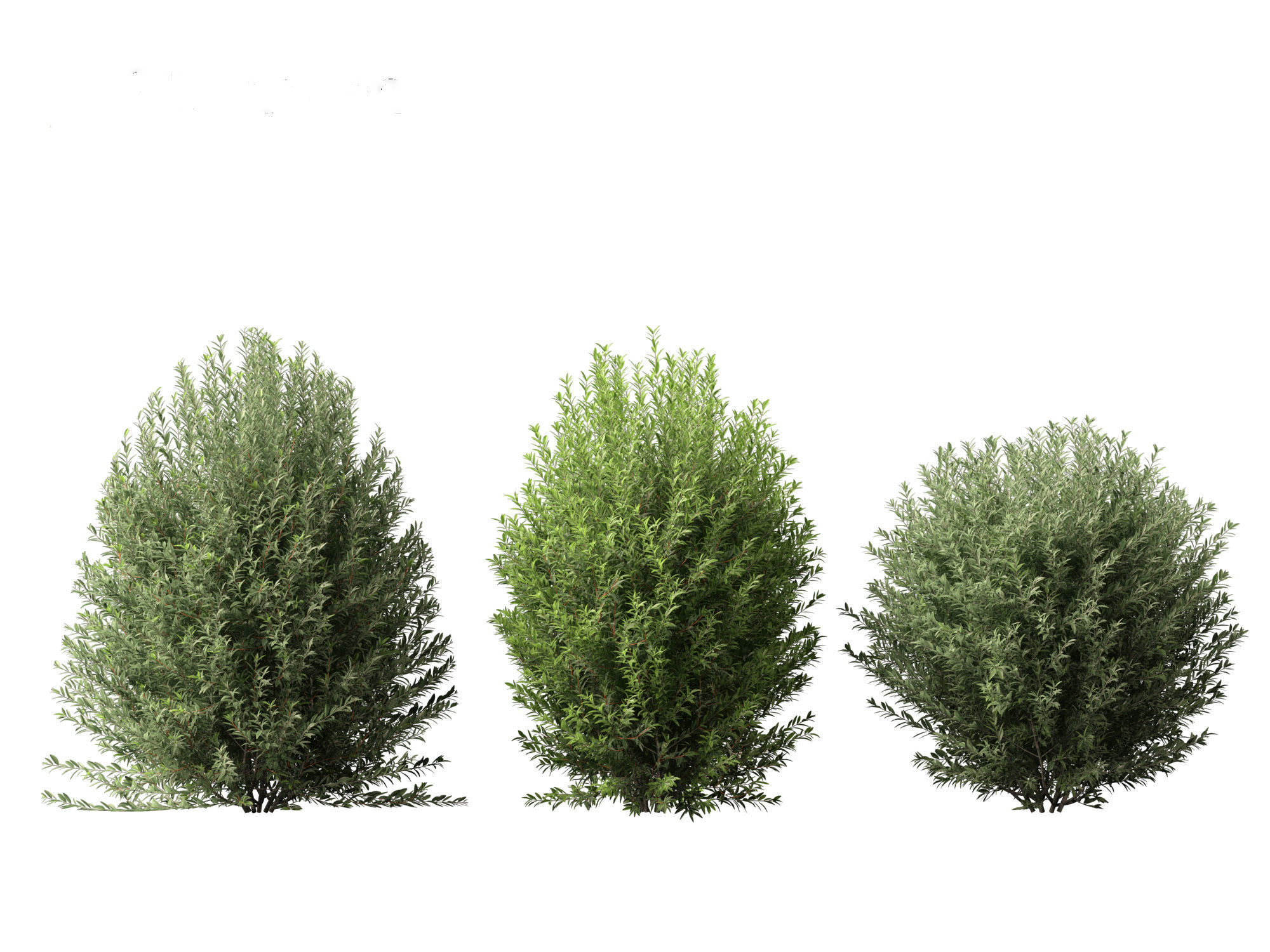 Ligustrum vulgare - European privet 01 3D model_5