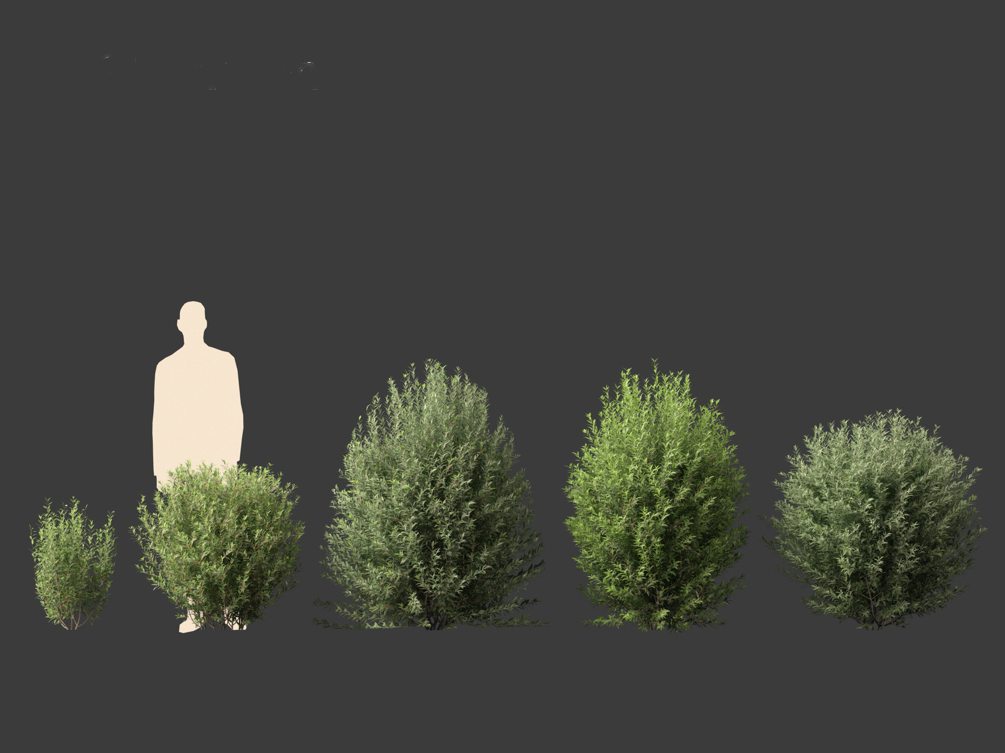 Ligustrum vulgare - European privet 01 3D model_1