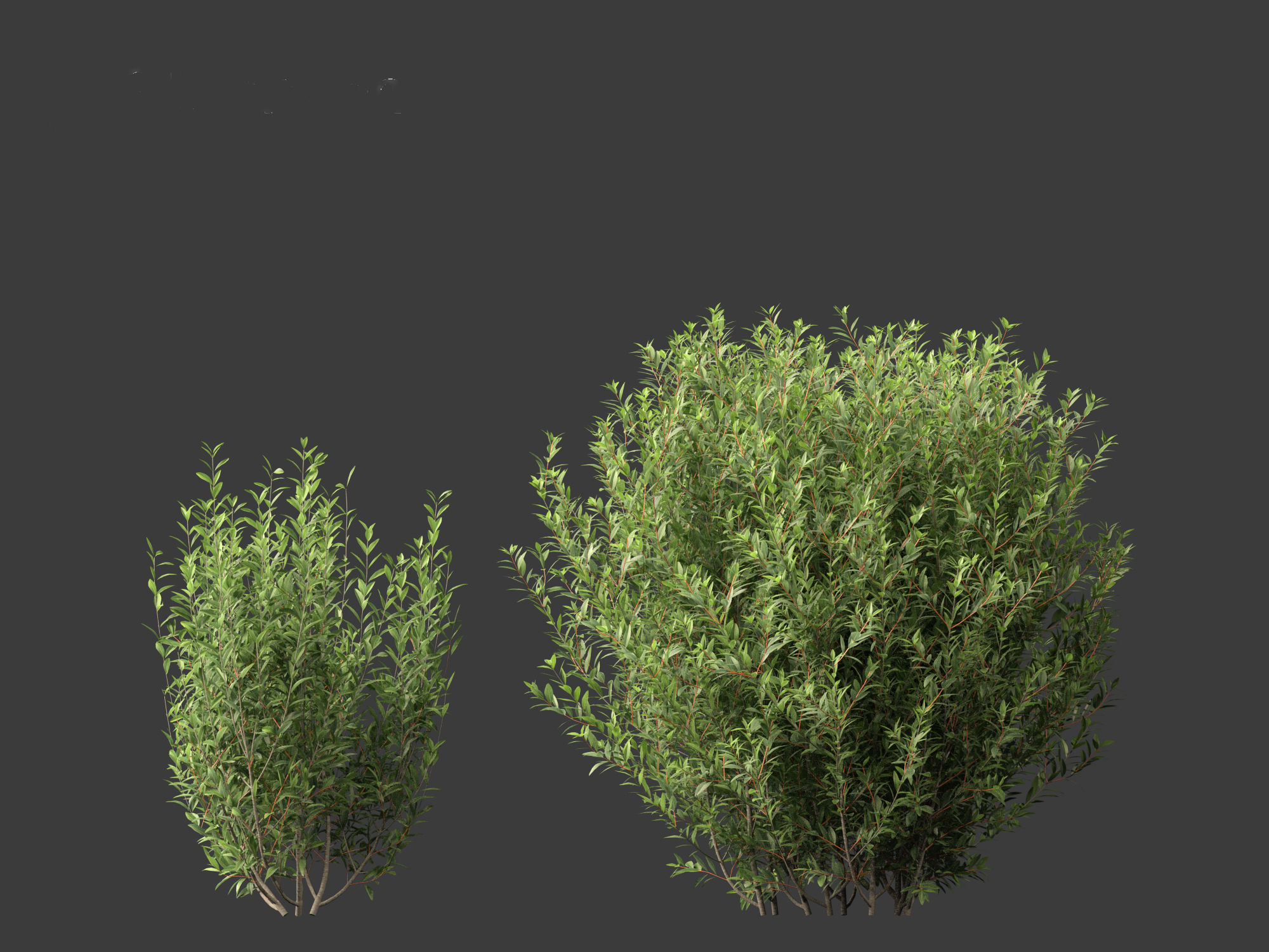 Ligustrum vulgare - European privet 01 3D model_3