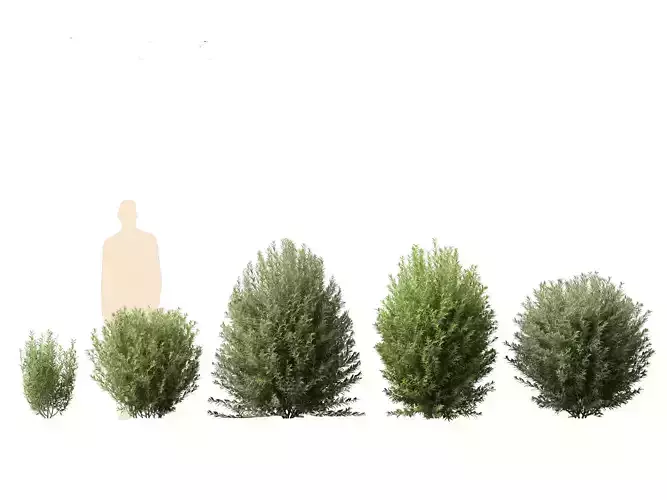 Ligustrum vulgare - European privet 01