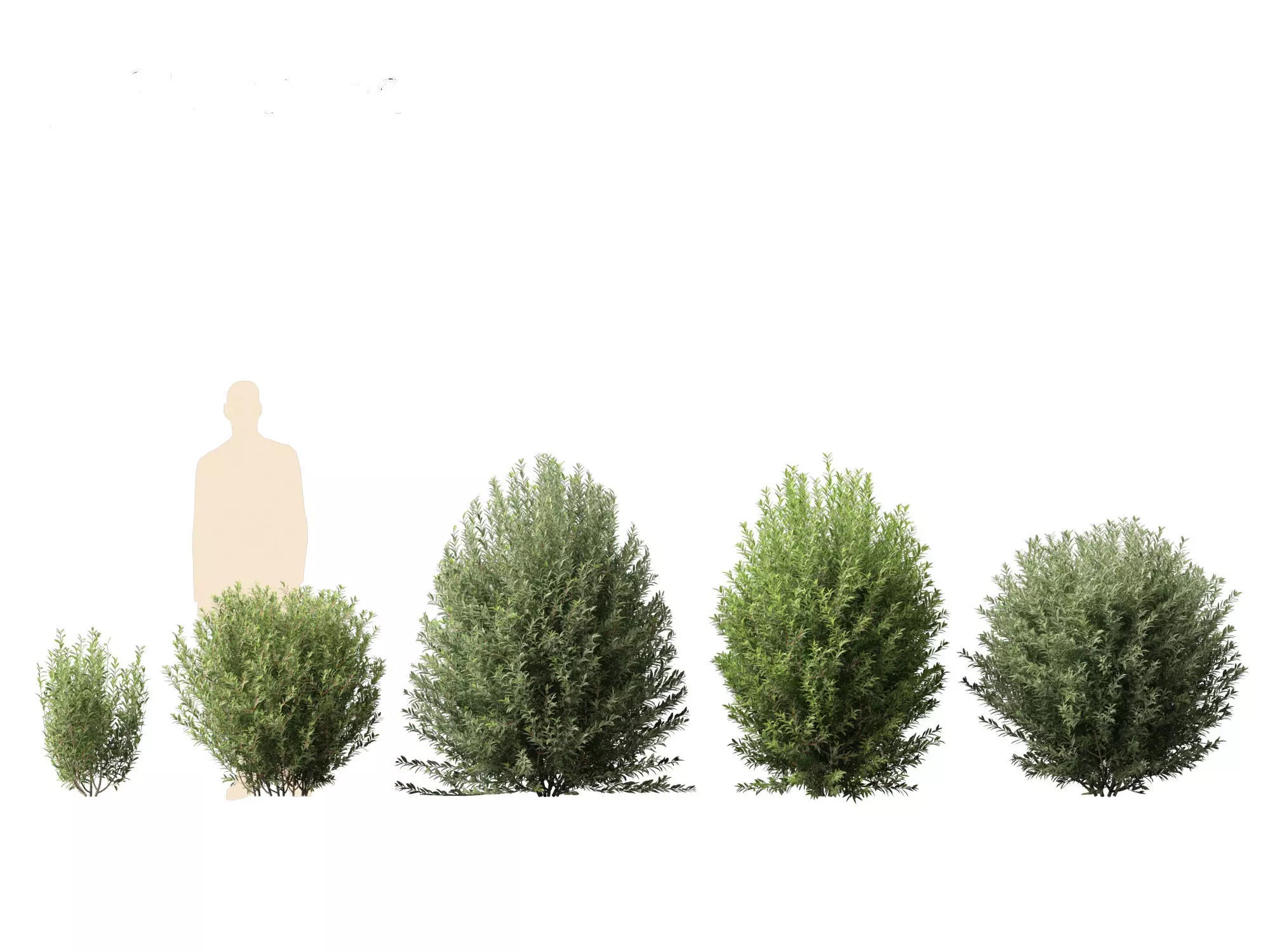 Ligustrum vulgare - European privet 01 3D model_0