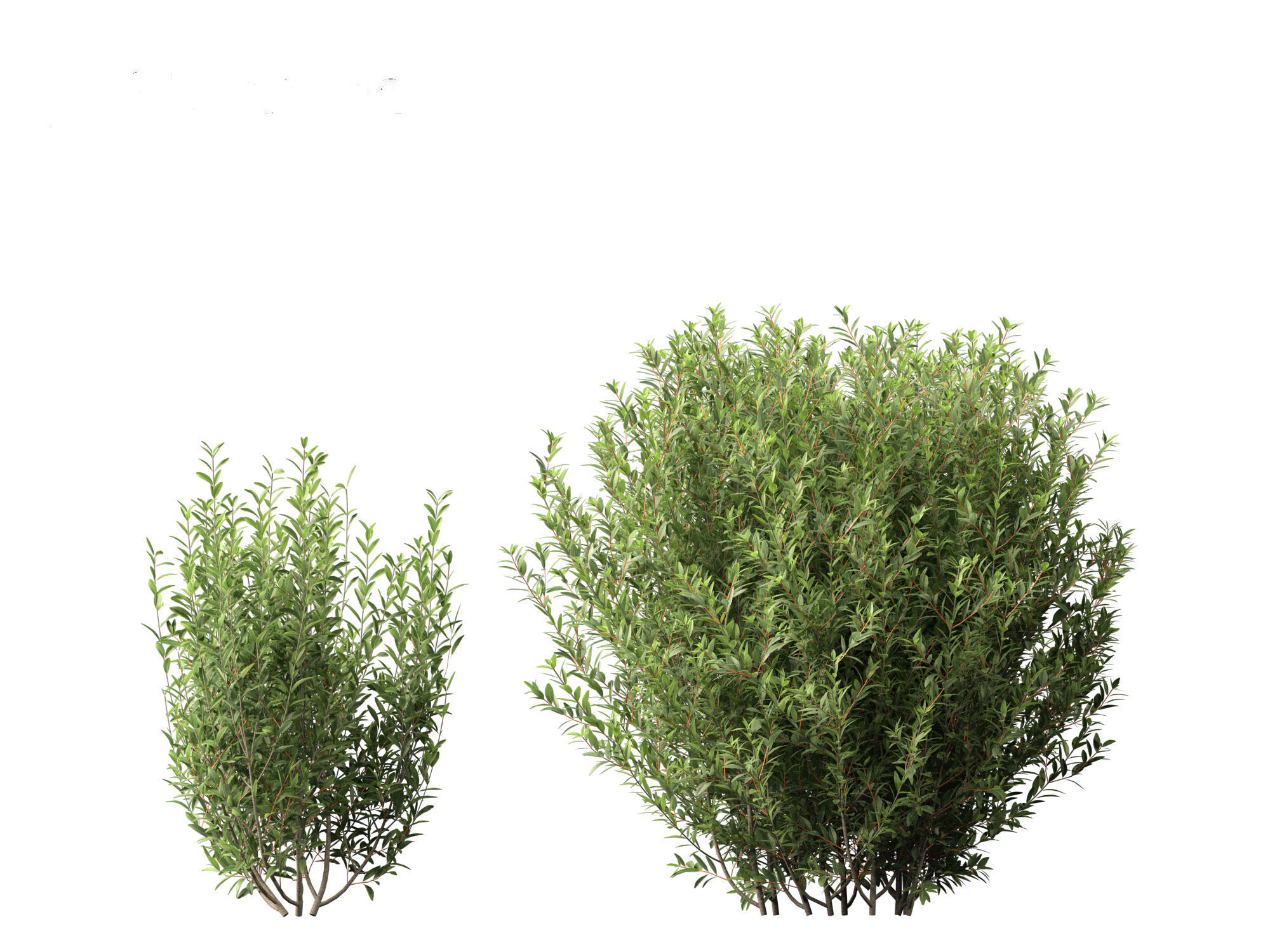 Ligustrum vulgare - European privet 01 3D model_4