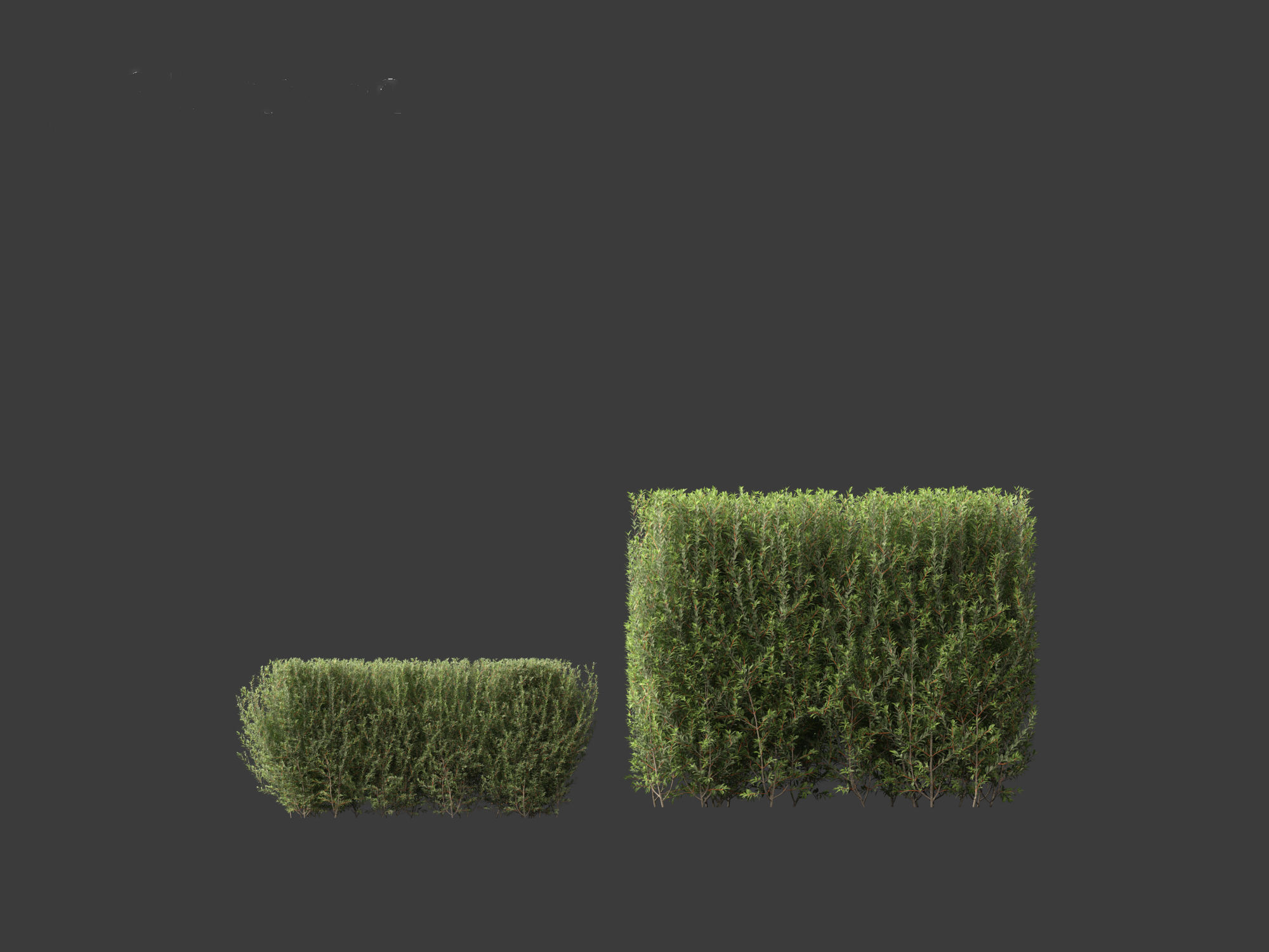 Ligustrum vulgare - European privet 02 3D model_4