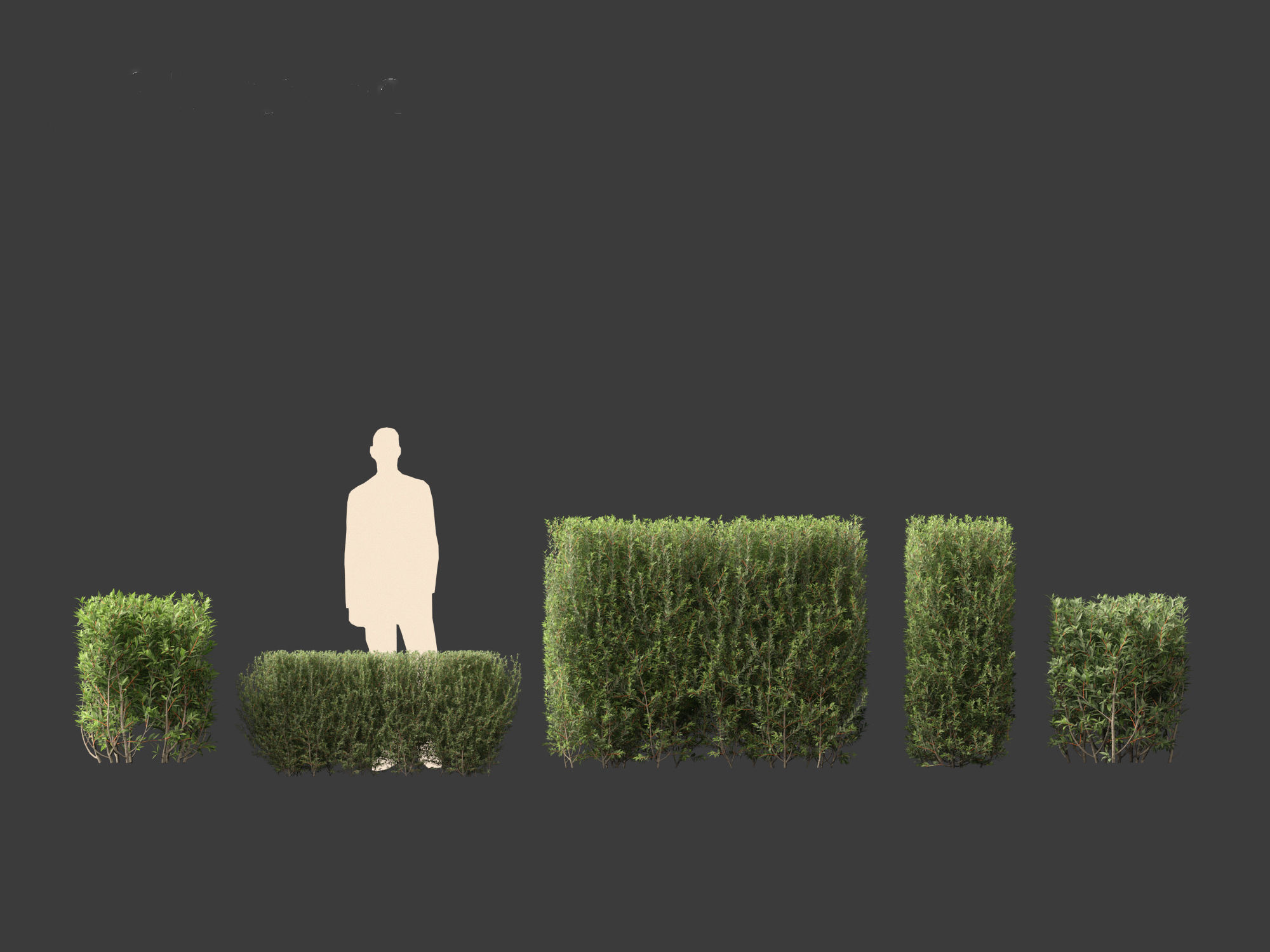 Ligustrum vulgare - European privet 02 3D model_1