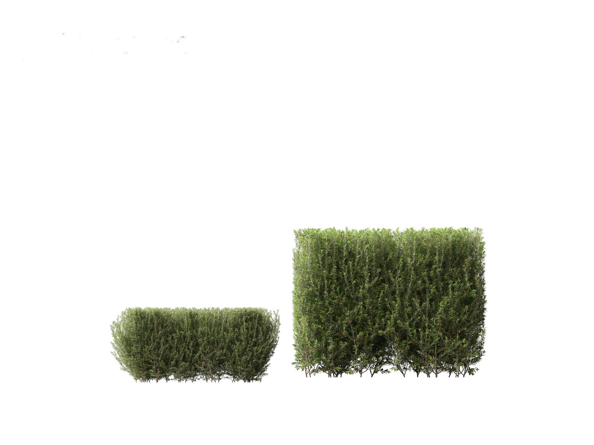 Ligustrum vulgare - European privet 02 3D model_3